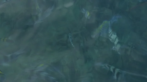 Fish in the sea. Stock Footage 106760402