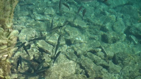 Fish in the Sea Vídeo Stock 123586576