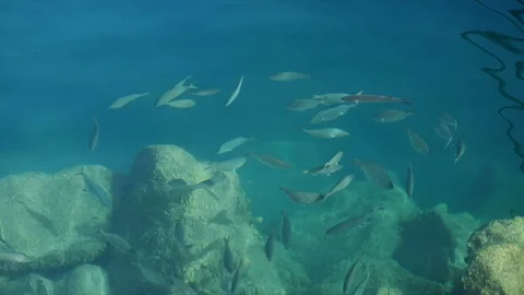 Fish in the Sea Vídeo Stock 123586603