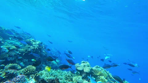 Fish in the sea Видео 153032221