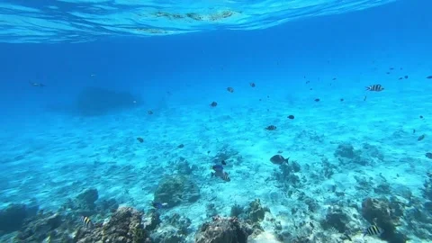 Fish in the sea Stock Footage 160624062