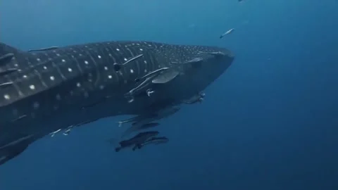 Fish in the sea Stock Footage 235132252