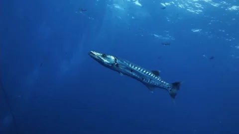 Fish in the sea Video stock 235132269