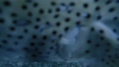 Fish in the sea Stock Footage 235132377