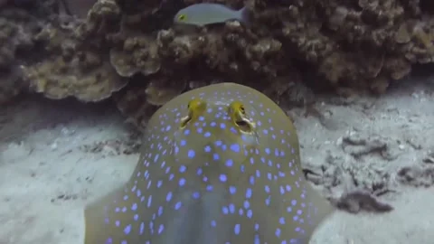 Fish in the sea Stock Footage 235132650