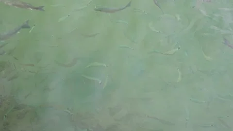 Fish in the sea Stock Footage 259207139