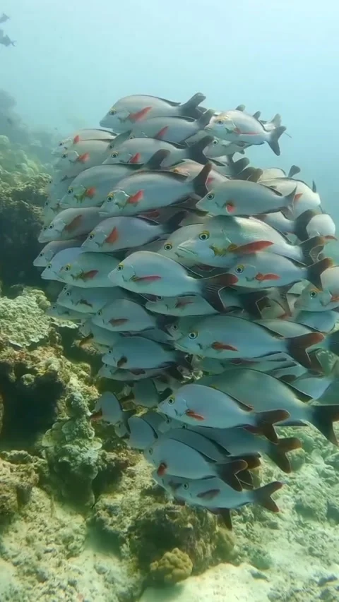 Fish in the sea Stock Footage 330065545