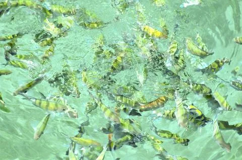 Fish in the sea Stock Photos