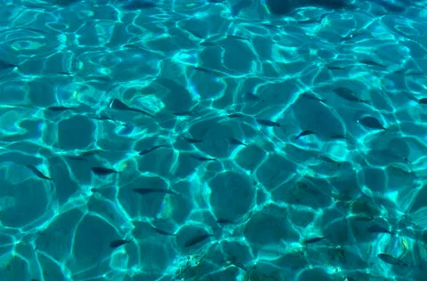 Fish in the sea Stock-Fotos