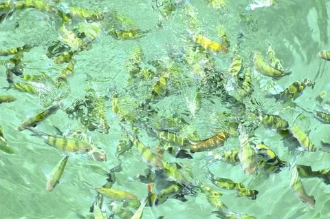 Fish in the sea Stock Photos