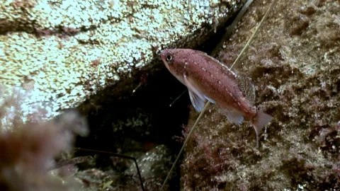 Fish sea red perch in transparent clean water of underwater nature. 動画素材 246729122