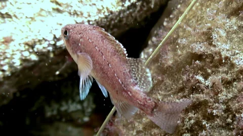 Fish sea red perch underwater movement in Japanese Sea. Stock Footage 246729121