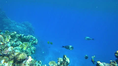 Fish in the sea, slow motion Stock Footage 153031058