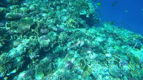 Fish in the sea, slow motion Stock Footage 153031410