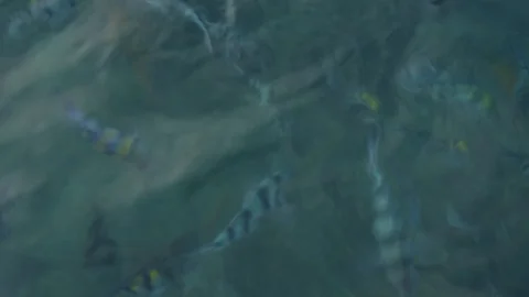 Fish in the sea. Top view. Видео 106576225
