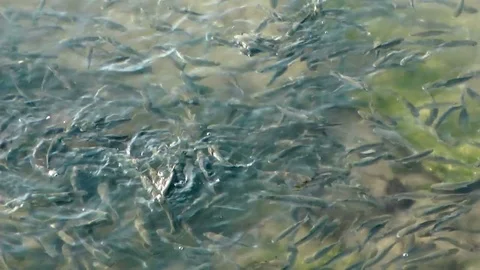 Fish In The Sea Water Stock Footage 75217306