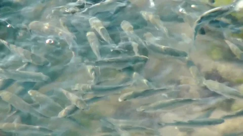 Fish In The Sea Water 스톡 동영상 75217385