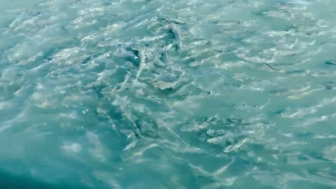 Fish In The Sea Water 스톡 동영상 75255306