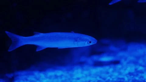 Fish in the sea water Stock Footage 234706685