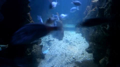 Fish on a seabed Stock Footage 7910173