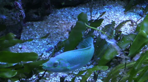 A fish on the seabed Stock Footage 36347316