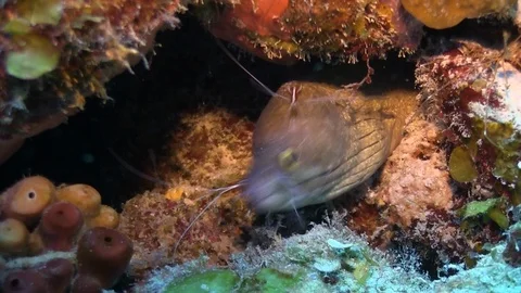 Fish on the seabed in the sea Video stock 100172317