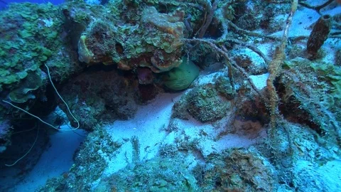 Fish on the seabed in the sea Stock Footage 100172330