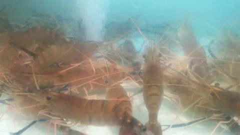 Fish in the seafood area Stock Footage 125461294