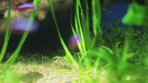 Fish sealife marine aquarium wildlife underwater Stock Footage