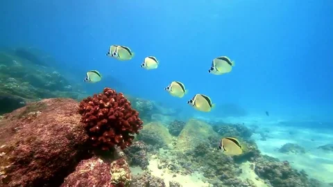 Fish - Sealions - jacks - sharks - timlapse Stock Footage 81501431