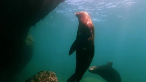 Fish - Sealions - jacks - sharks - timlapse Stock Footage 81501617