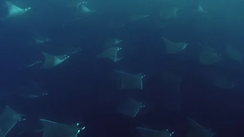 Fish - Sealions - jacks - sharks - timlapse Stock Footage 81501710