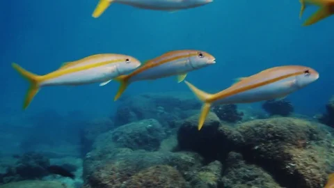Fish - Sealions - jacks - sharks - timlapse Stock Footage 81501865