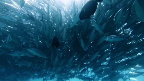 Fish - Sealions - jacks - sharks - timlapse Stock Footage 81502168