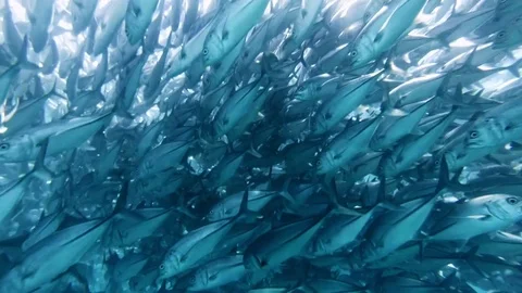 Fish - Sealions - jacks - sharks - timlapse Stock Footage 81502362