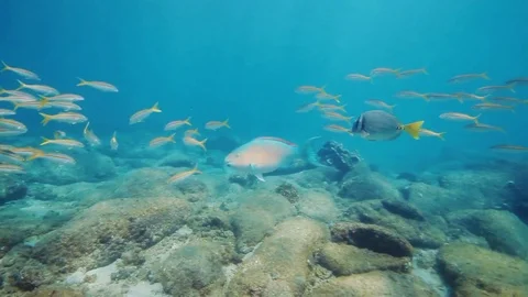Fish - Sealions - jacks - sharks - timlapse Stock Footage 81502660