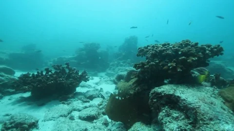 Fish - Sealions - jacks - sharks - timlapse Stock Footage 81502994