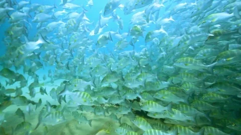 Fish - Sealions - jacks - sharks - timlapse Stock Footage 81503149