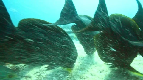 Fish - Sealions - jacks - sharks - timlapse Stock Footage 81503420