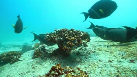 Fish - Sealions - jacks - sharks - timlapse Stock Footage 81503898