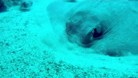 Fish - Sealions - jacks - sharks - timlapse Stock Footage 81505020