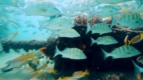 Fish - Sealions - jacks - sharks - timlapse Stock Footage 81505511