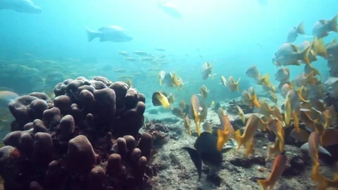 Fish - Sealions - jacks - sharks - timlapse Stock Footage 81505852
