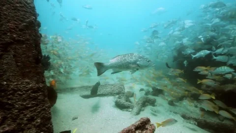 Fish - Sealions - jacks - sharks - timlapse Stock Footage 81506254