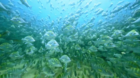 Fish - Sealions - jacks - sharks - timlapse Stock Footage 81507093
