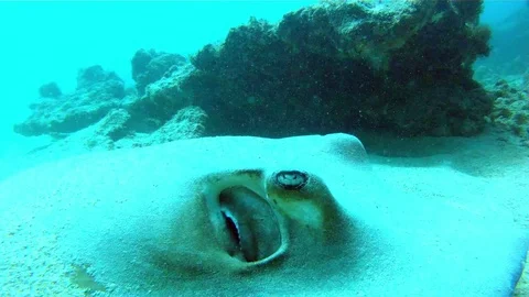 Fish - Sealions - jacks - sharks - timlapse Stock Footage 81507115