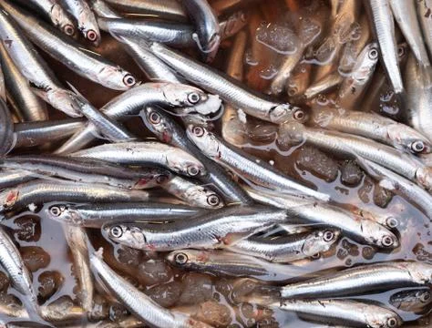 Fish at seamarket Stock Photos