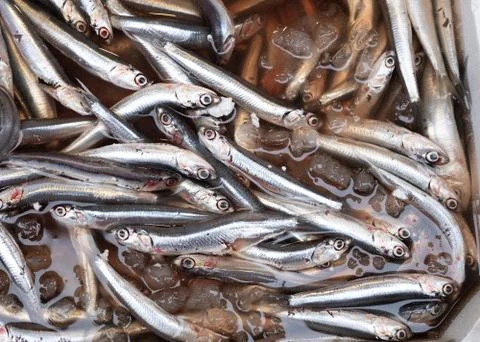 Fish at seamarket Foto stock
