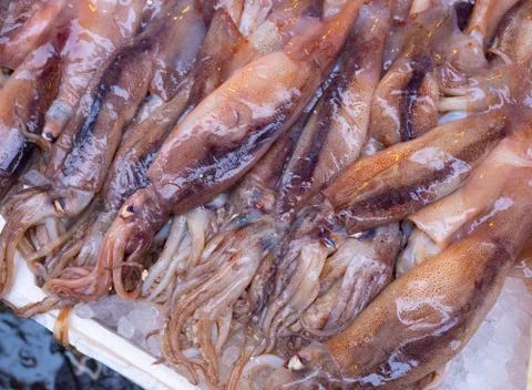 Fish at seamarket Stock Photos