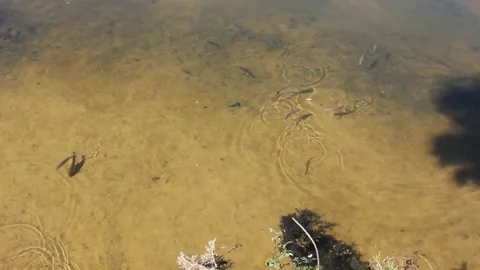 Fish seen at midday in river Ouro in Foz, Spain Stock Footage 236146484
